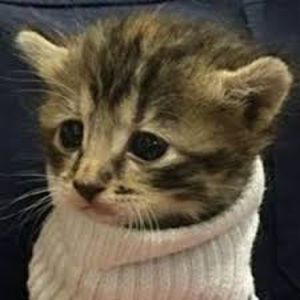 Meet your Posher, Henry